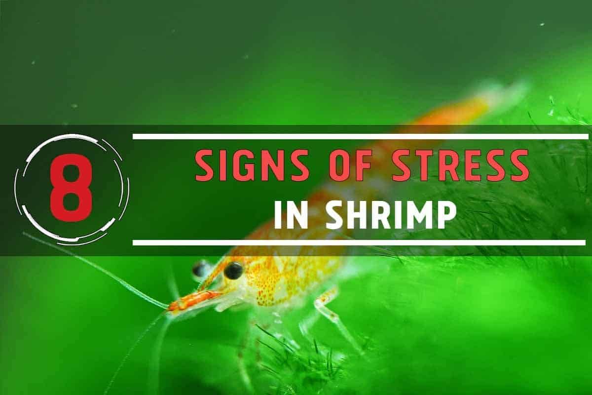 8 Signs Your Shrimp is Suffering from Stress