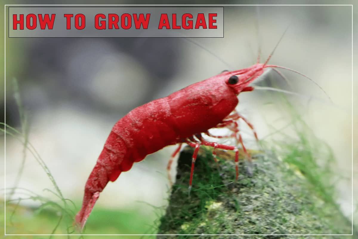 How to Grow Algae for Shrimp (1)